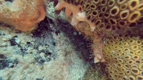 Scuba Diving - Little Fish Stock Footage 292454007