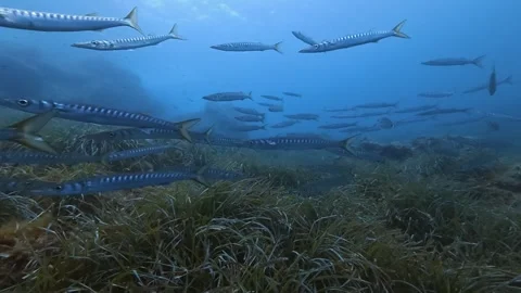 Scuba diving in Majorca with a barracuda fish shoal Stock Footage 342402425