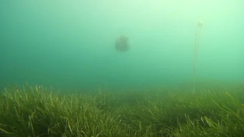 Scuba diving in Malta, a diver Stock Footage 119131054