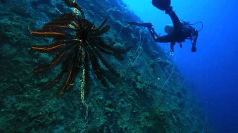 Scuba diving micronesia Stock Footage 325733546