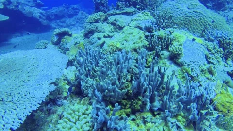 Scuba diving moving camera view of various coral Montipora Acropora and Whitetai Stock Footage 314266917
