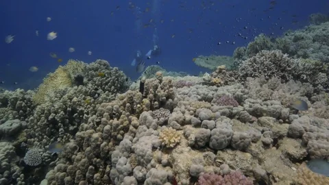 Scuba Diving over exquisite Red Sea Seascape of corals &amp; fish Stock Footage 80068640