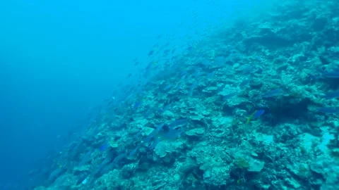 Scuba Diving in over Kabakon Reef Papua New Guinea , Rabaul Stock Footage 136150800