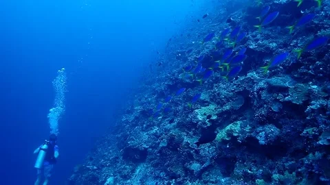 Scuba Diving in Papua New Guinea, PNG un... | Stock Video | Pond5