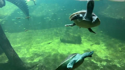 Scuba diving performed by turtles. Stock video clip. 4K. Stock Footage 233210351