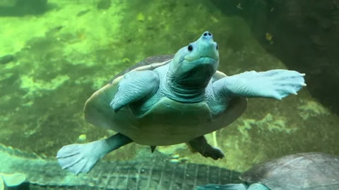Scuba diving performed by turtles. Stock video clip. 4K. Stock Footage 233210364