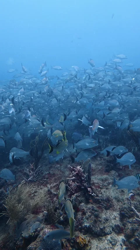 Scuba diving perspective of a large school of fish swimming peacefully 스톡 동영상 340216278