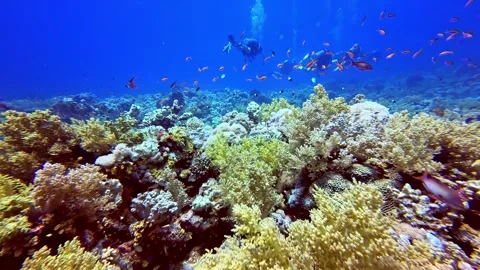 Scuba Diving POV Dolly In Above Colorful Coral Reef with Divers and Tropical Stock Footage 346582267
