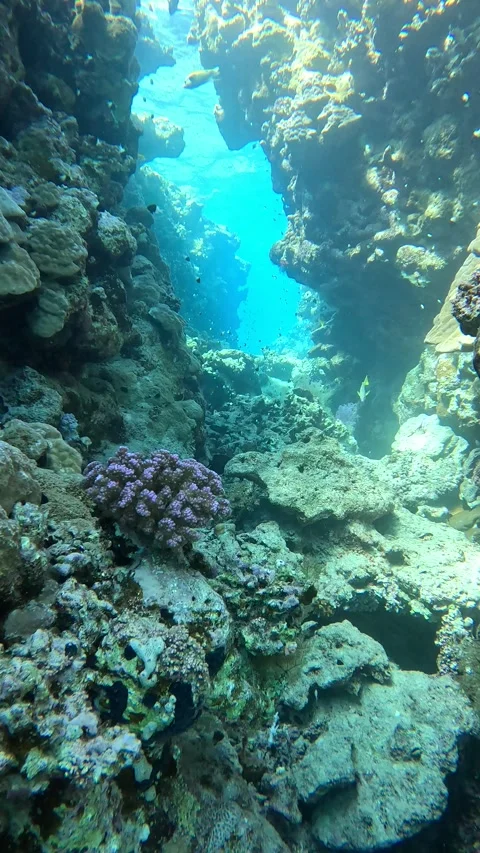 Scuba Diving in Ras Mohammed Canyon, Red Sea, Sharm El Sheikh Vídeos de archivo 328329351