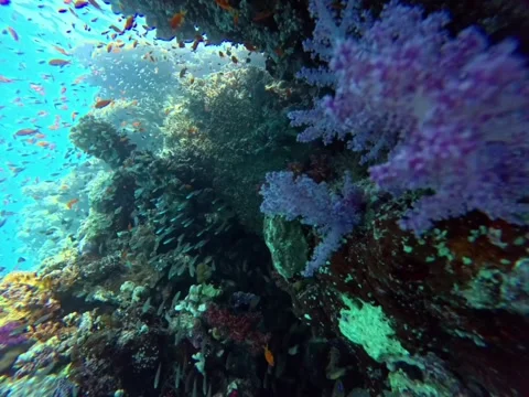 Scuba Diving in Ras Mohammed Canyon, Red Sea, Sharm El Sheikh Vídeos de archivo 328481709