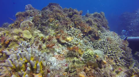 Scuba Diving - Reef 01 Stock Footage 37003464