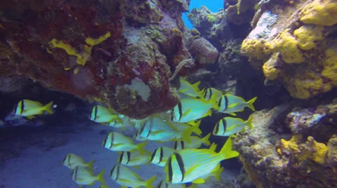 Scuba Diving - Reef Fish 01 Stock Footage 37003541
