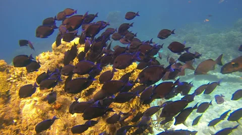 Scuba Diving - Reef Fish 02 Stock Footage 37004818