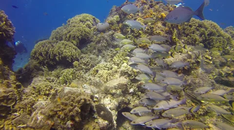 Scuba Diving - Reef Fish 03 Stock Footage 37004919