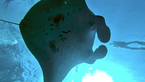 Scuba Diving with Reef Manta Ray from Below in Blue Tropical Waters Stock Footage 330987155