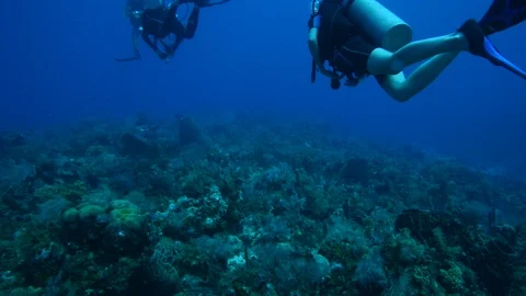 Scuba Diving in Roatan Stock Footage