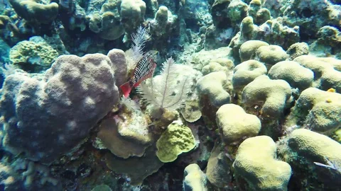 SCUBA Diving Roatan - Stoplight Parrotfish on the Coral Reef 動画素材 92880553