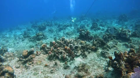 Scuba Diving the rock and coral reef in the Cayman Islands Stock Footage 289138053