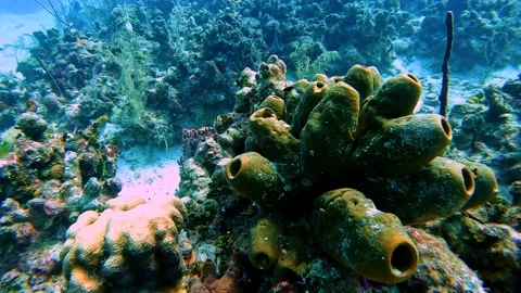 Scuba Diving the rock and coral reef in the Cayman Islands Stock Footage 289138317