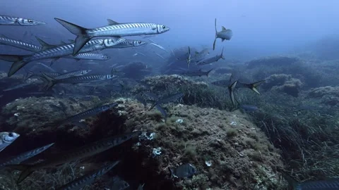 Scuba diving with a school of stripped barracuda fish Video stock 340571090