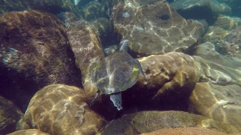 Scuba Diving - Sea Turtle 動画素材 292454010