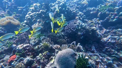 Scuba diving shoal of snapper and tropical fish over coral reef in coral Stock Footage 340338017
