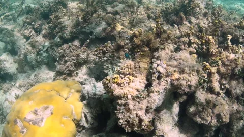 Scuba diving. Shooting under water. Incredibly beautiful coral reefs and a fish Video stock 166533834