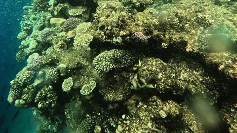 Scuba diving, snorkeling. Oxygen bubbles on coral reef in Red Sea. Stock Footage 334664316