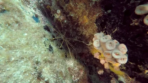 Scuba Diving - Spider Crab 動画素材 292453979