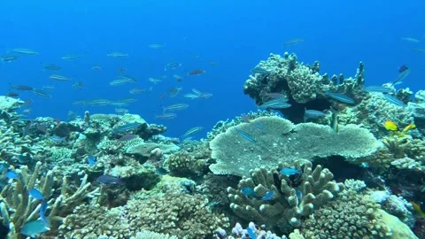 Scuba diving staghorn and tabletop coral reef environment in Fiji and shoals Stock Footage 341029405