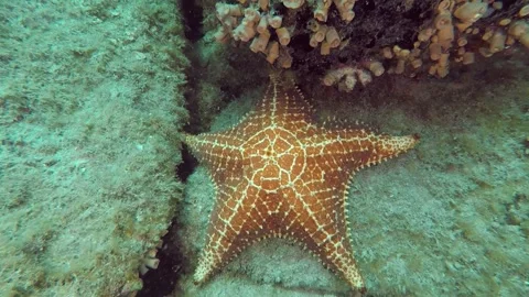 Scuba Diving - Star fish Stock Footage 292454048