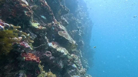 Scuba diving steep vertical coral reef wall with tropical fish in crystal clear Stock Footage 341029663