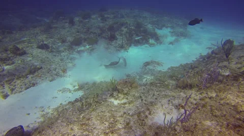 Scuba Diving - Stingray 01 Stock Footage 37005026