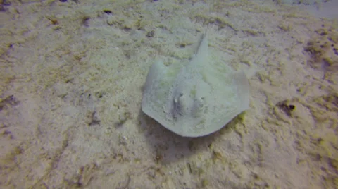 Scuba Diving - Stingray 02 Stock Footage 37004540