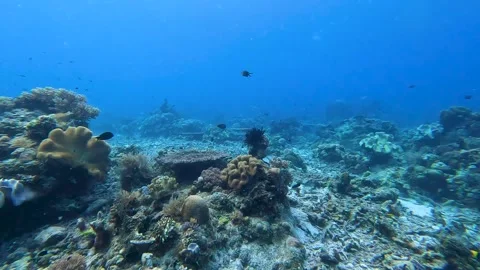 Scuba diving Timor-Leste coral reef environment with table corals and Stock Footage 339763616