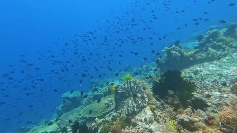 Scuba diving Timor-Leste coral reef with steep wall drop off and shoals of fish Stock Footage 341087547