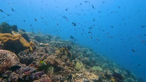 Scuba diving Timor-Leste healthy vibrant coral reef ecosystem tropical fish in Stock Footage 339763530