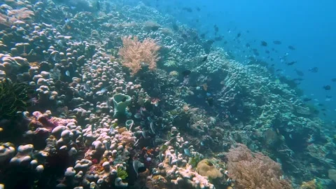 Scuba diving Timor-Leste over coral reef with hard and soft corals and diverse Stock Footage 341087522