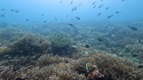 Scuba diving Timor-Leste shoals of tropical fish staghorn coral reef Stock Footage 341045387