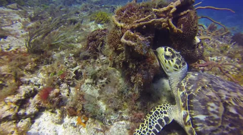 Scuba Diving - Turtle 01 Stock Footage 37004750