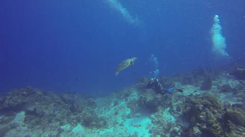 Scuba Diving - Turtle 02 Stock Footage 37004765