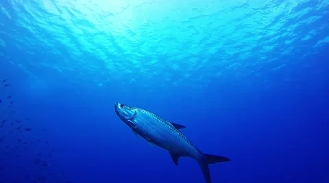 Scuba diving under a large Fish Stock Footage 62656568