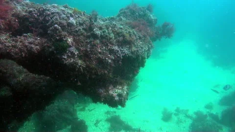 Scuba diving underwater on bottom of volcanic origin in Atlantic ocean. Stock Footage 142730707