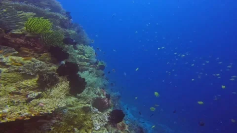 Scuba Diving view in the deep blue ocean with coral reef and tropical fish. Stock Footage 227986120