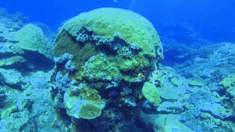Scuba diving view underwater in the blue ocean sea salt water world looking clos Stock Footage 313426452