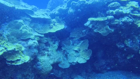 Scuba diving view underwater in the blue ocean sea salt water world looking clos Stock Footage 313430964