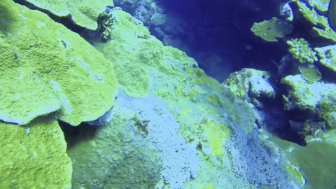 Scuba diving view underwater in the blue ocean sea salt water world looking clos Stock-Footage 313431026