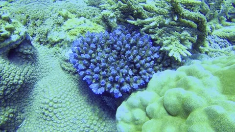 Scuba diving view underwater in the blue ocean sea salt water world looking clos Stock-Footage 313431126