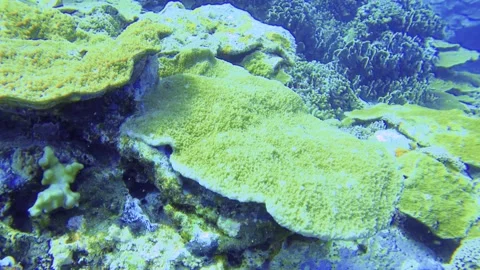 Scuba diving view underwater in the blue ocean sea salt water world looking clos Stock-Footage 313431404