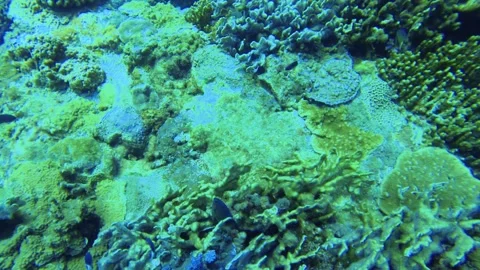 Scuba diving view underwater in the blue ocean sea salt water world looking clos Stock-Footage 313447764